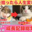 生まれたての子猫を拾ったら人生変わった【生後0日～1歳2ヶ月成長記録総集編】