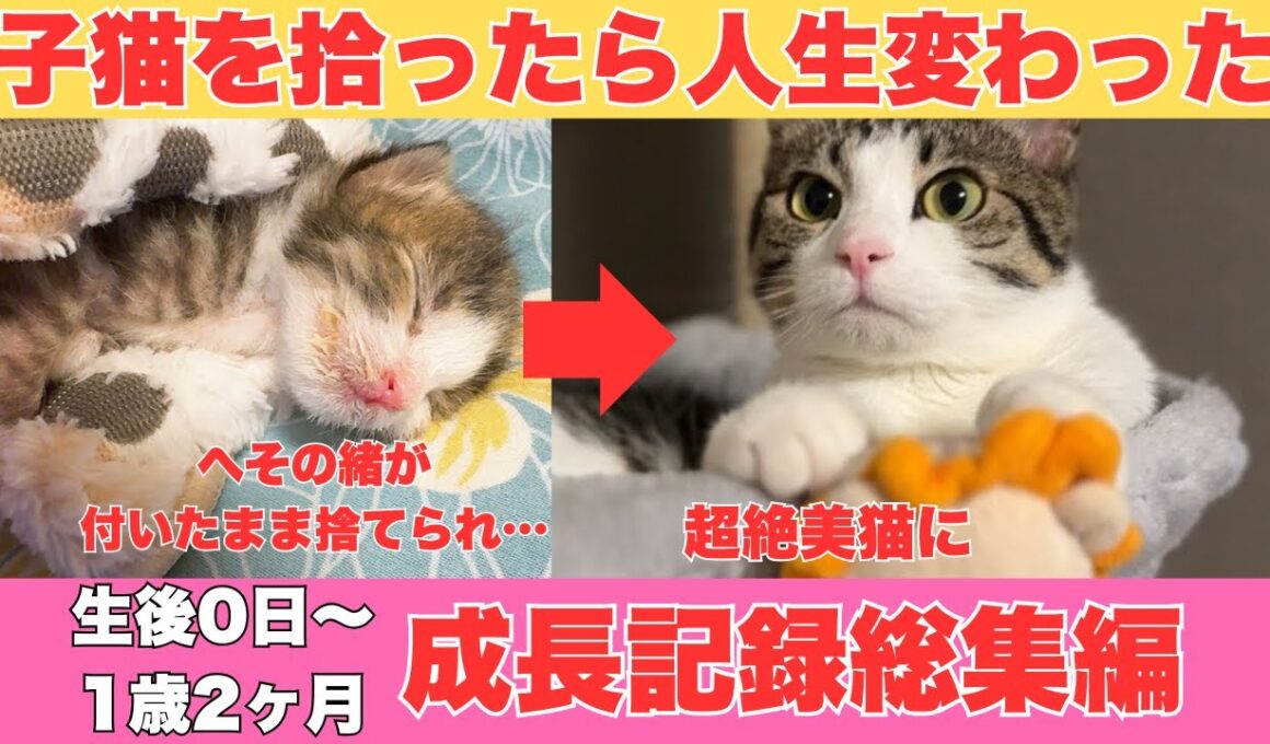 生まれたての子猫を拾ったら人生変わった【生後0日～1歳2ヶ月成長記録総集編】