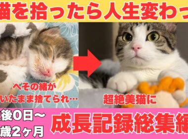 生まれたての子猫を拾ったら人生変わった【生後0日～1歳2ヶ月成長記録総集編】