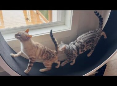 史上最高の猫回しビデオ！