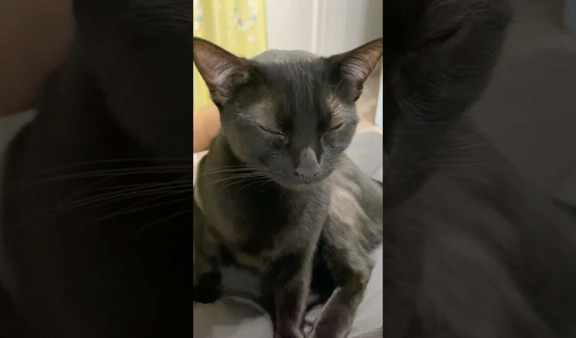 甘えん坊な黒猫ボンベイ　#子猫 #cat #bombay #猫のいる暮らし #ねこのいる生活 #ねこのいる暮らし #ねこ動画 #ねこ #かわいい #癒やし
