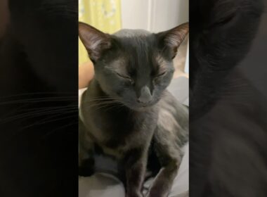 甘えん坊な黒猫ボンベイ　#子猫 #cat #bombay #猫のいる暮らし #ねこのいる生活 #ねこのいる暮らし #ねこ動画 #ねこ #かわいい #癒やし