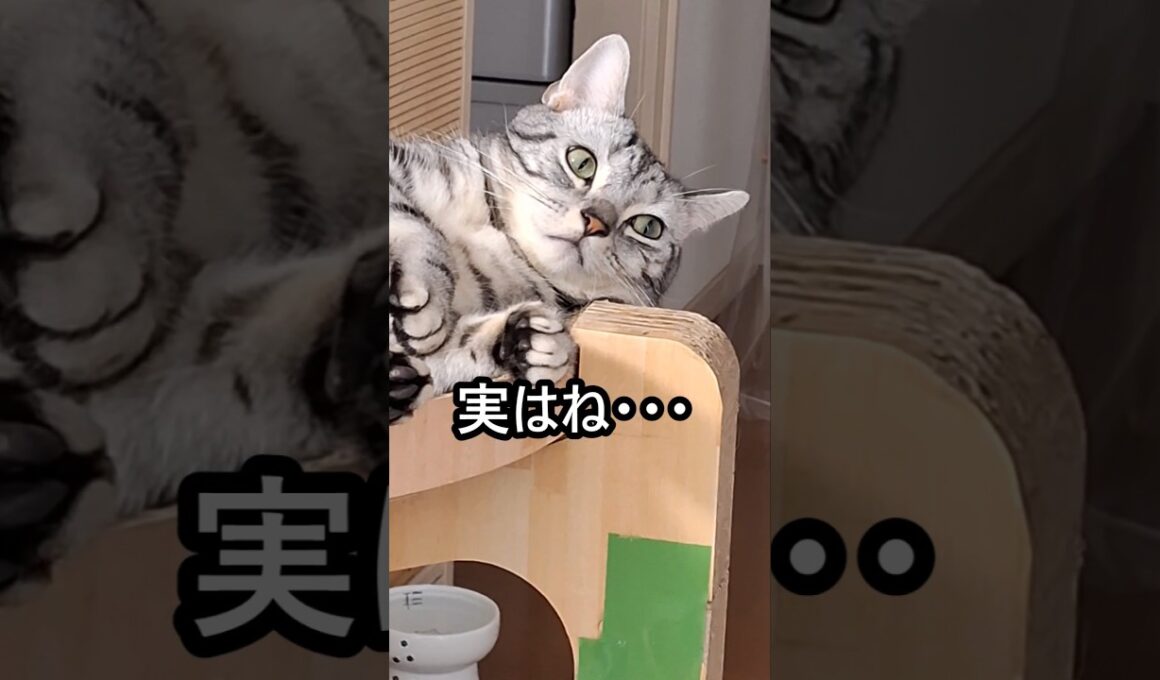 ｢#アメショ キリアンの日常 みんながこの子を猫だと言うけど…｣#shorts  #アメリカンショートヘアー #cat  #猫 #ねこ #猫のいる暮らし