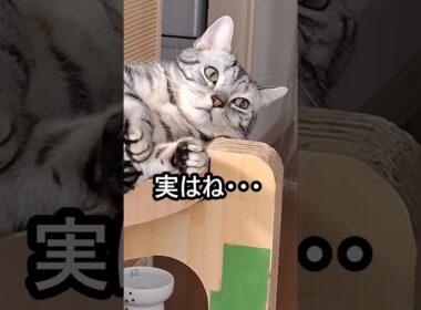 ｢#アメショ キリアンの日常 みんながこの子を猫だと言うけど…｣#shorts  #アメリカンショートヘアー #cat  #猫 #ねこ #猫のいる暮らし