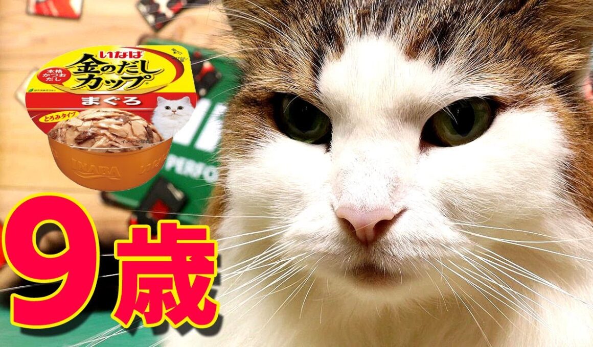 【9歳】ノルウェージャンフォレストキャット【記録】金のだしカップ