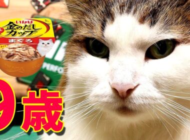 【9歳】ノルウェージャンフォレストキャット【記録】金のだしカップ