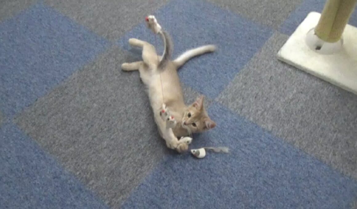 [ソマリ]　ゴロゴロとよくのどを鳴らす仔猫