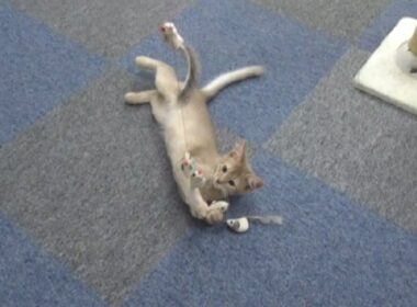 [ソマリ]　ゴロゴロとよくのどを鳴らす仔猫