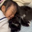 家族みんなに甘え過ごす猫　ラガマフィン　サイベリアンA cat that is affectionate with everyone. Ragamuffin. Siberian