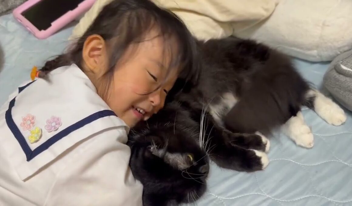 家族みんなに甘え過ごす猫　ラガマフィン　サイベリアンA cat that is affectionate with everyone. Ragamuffin. Siberian