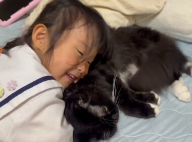 家族みんなに甘え過ごす猫　ラガマフィン　サイベリアンA cat that is affectionate with everyone. Ragamuffin. Siberian