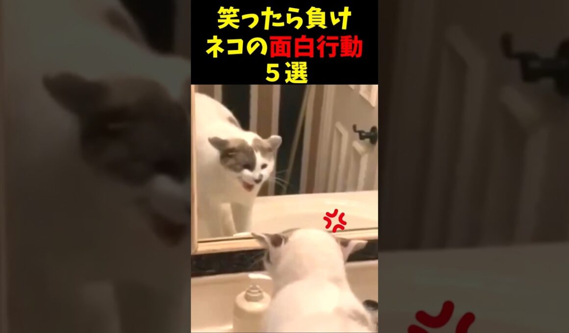 笑ったら負け！ネコの面白行動５選 #猫のいる暮らし #cat  #面白集  #ねこ #笑ったら負け