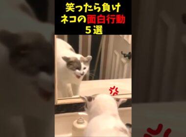 笑ったら負け！ネコの面白行動５選 #猫のいる暮らし #cat  #面白集  #ねこ #笑ったら負け