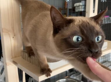 トンキニーズ 【2023/03/11】