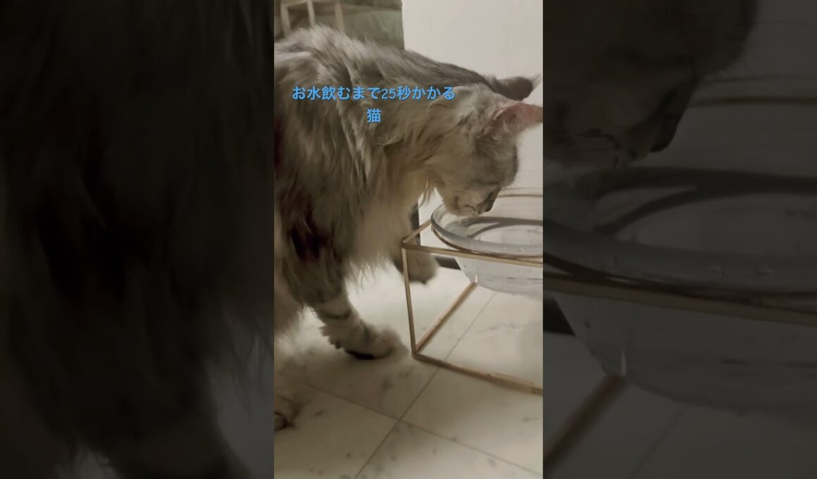 メインクーン2代目🐈‍⬛お水飲むまで時間がかかります😊#メインクーン#猫のいる暮らし