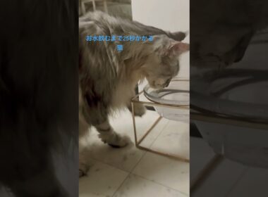 メインクーン2代目🐈‍⬛お水飲むまで時間がかかります😊#メインクーン#猫のいる暮らし