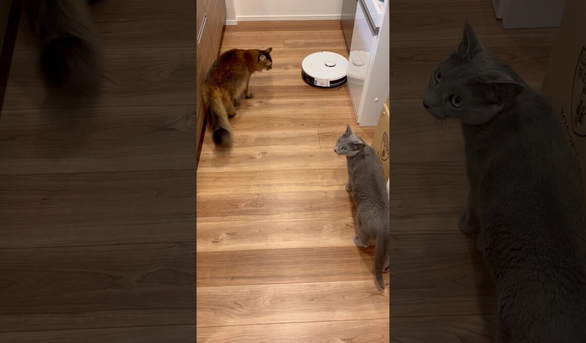 初めてのロボット掃除機を追跡する猫たち #ロシアンブルー #ソマリ #猫のいる暮らし