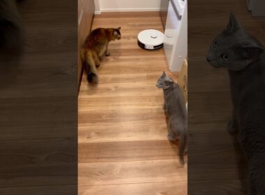 初めてのロボット掃除機を追跡する猫たち #ロシアンブルー #ソマリ #猫のいる暮らし