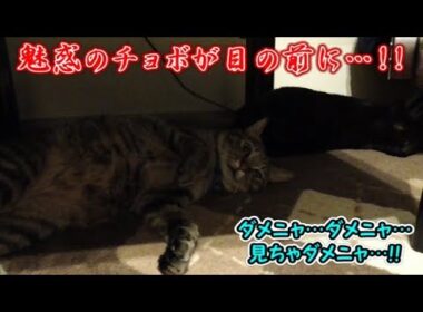 目の前に先輩猫のボブテイル、猫シシマルは…（面白い＆可愛い猫）