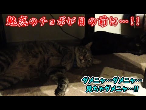 目の前に先輩猫のボブテイル、猫シシマルは…（面白い＆可愛い猫）