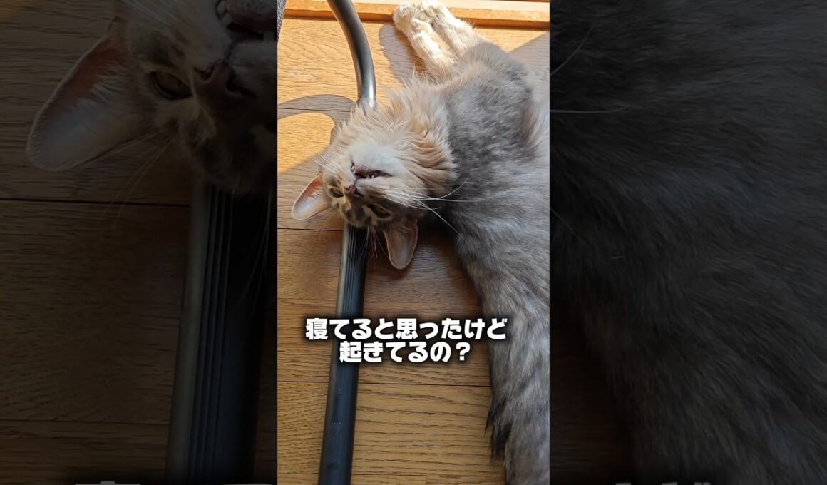 【猫動画】窓際に落ちてるソマリ　#cat  #cats #shorts #猫 #ねこ