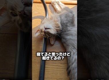 【猫動画】窓際に落ちてるソマリ　#cat  #cats #shorts #猫 #ねこ
