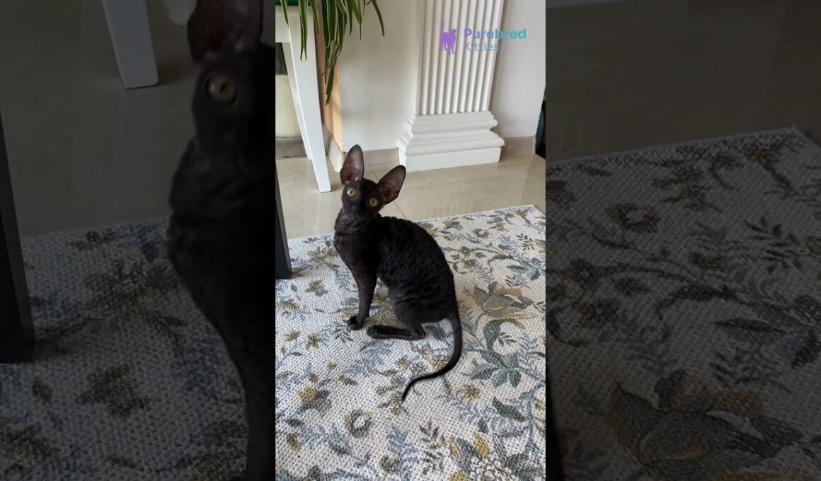 Meet Shell: Black & White Locket Cornish Rex Kitten 🖤✨ Playful & Hypoallergenic! #CornishRex