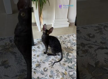 Meet Shell: Black & White Locket Cornish Rex Kitten 🖤✨ Playful & Hypoallergenic! #CornishRex