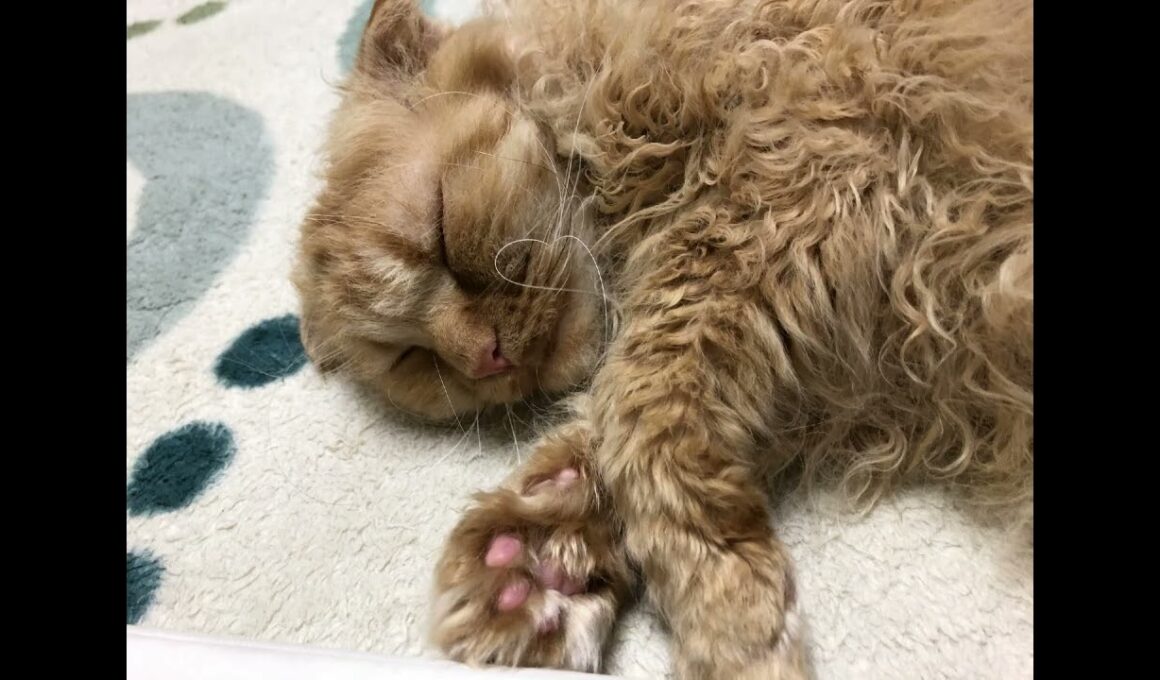 Have a happy time!幸せなひと時！😍🩷❤️ #short #cat #america