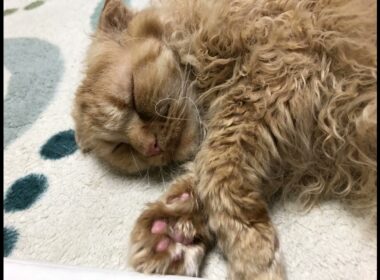 Have a happy time!幸せなひと時！😍🩷❤️ #short #cat #america