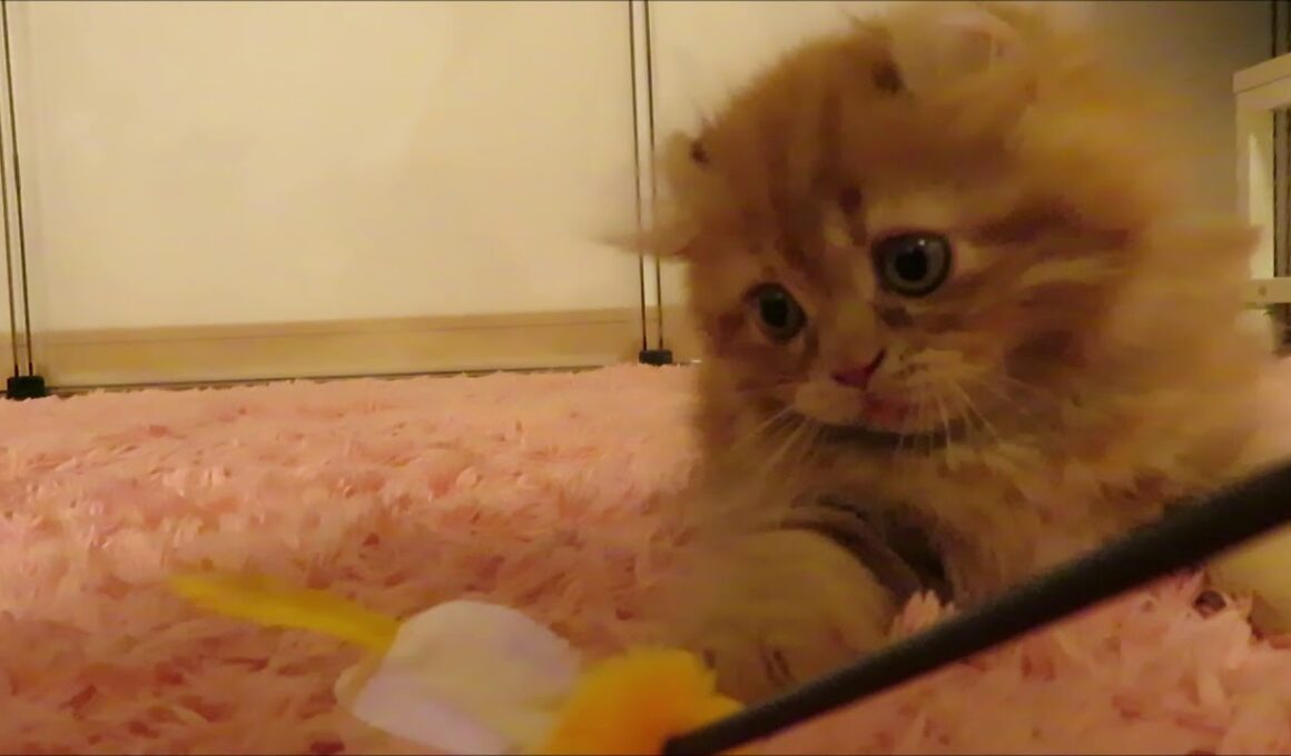 ★トロのおうち★短足キンカローの女の子