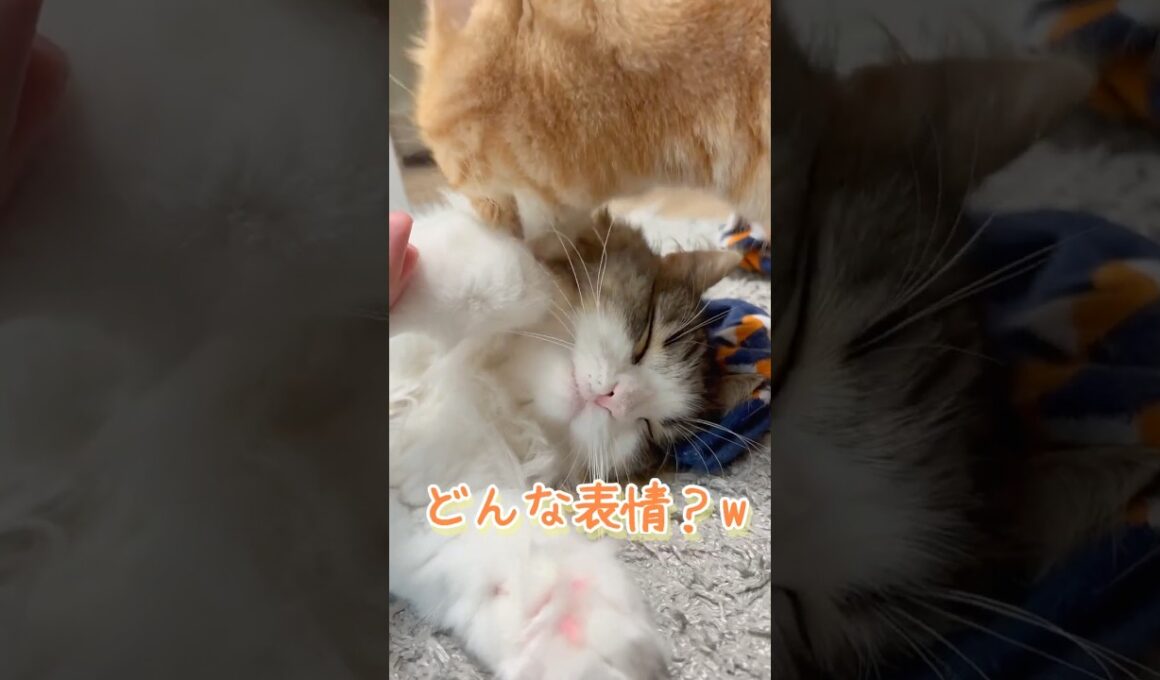 3年間一緒に過ごした先住猫と新入り猫たちの様子がこちらです #ネコ #cat  #ねこ  #shorts #アメショ #ノルウェージャンフォレストキャット