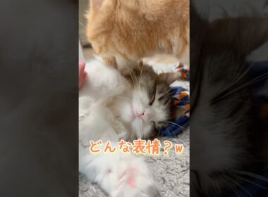 3年間一緒に過ごした先住猫と新入り猫たちの様子がこちらです #ネコ #cat  #ねこ  #shorts #アメショ #ノルウェージャンフォレストキャット