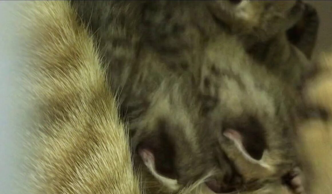 【ナナハチ’s ROOM】オシキャット☆セーラちゃんの子育て(授乳中) 20190725