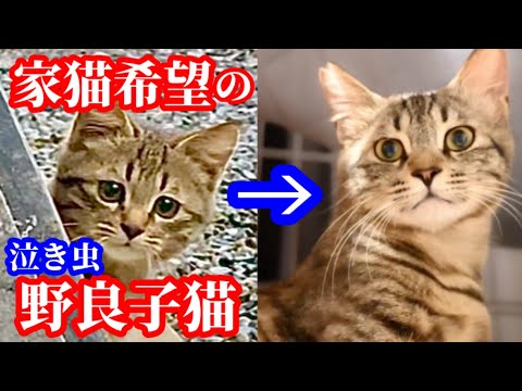 強く家猫を希望し続けた野良子猫の結果が凄すぎる！