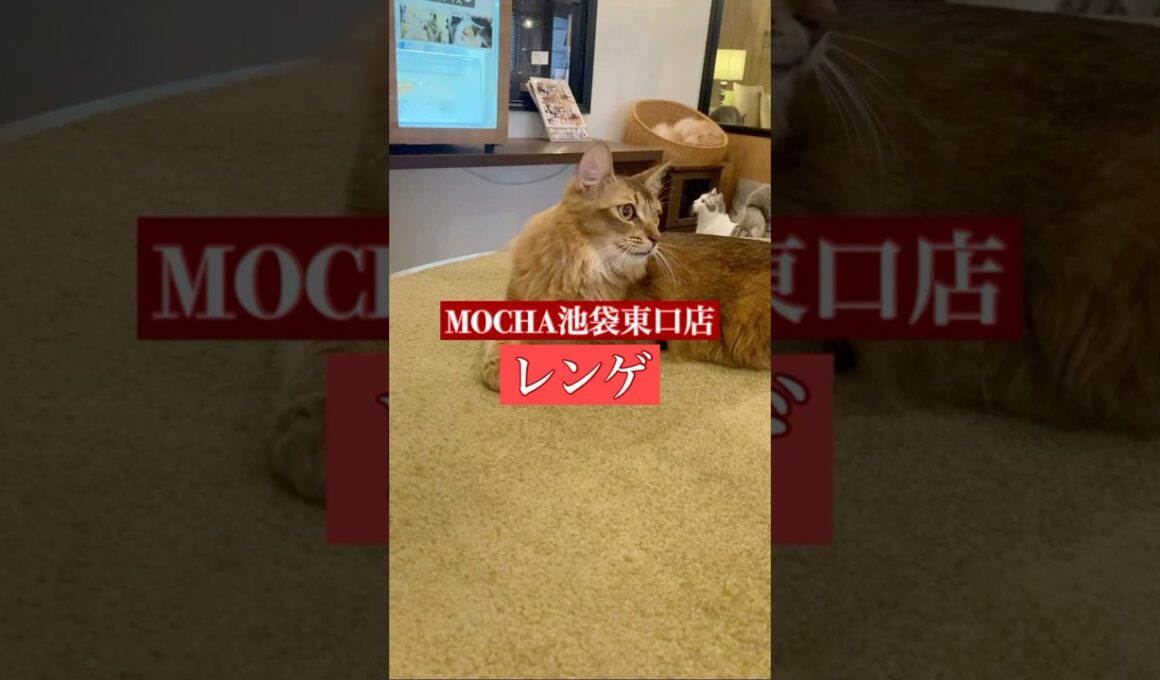 🐱レンゲ🐱　(ソマリ♀)　猫カフェMOCHA池袋東口店　2025/2/12 撮影分　#日替わり猫カフェにゃんこ　#cat #catcafe