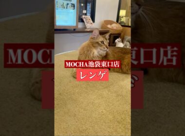 🐱レンゲ🐱　(ソマリ♀)　猫カフェMOCHA池袋東口店　2025/2/12 撮影分　#日替わり猫カフェにゃんこ　#cat #catcafe