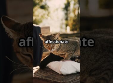 Korat Cats  The Silver Blue Charmers! #pets #animallife #boxturtles #horse #wildliferescue  #puppy