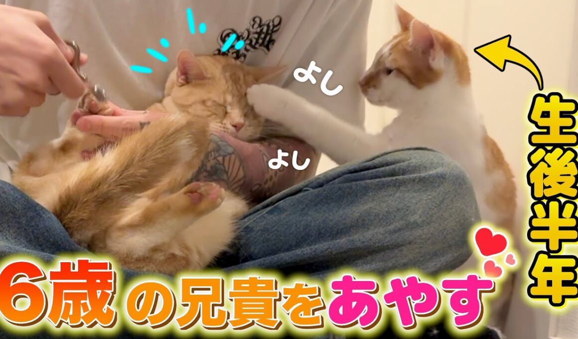 生後半年の子猫がイヤイヤ期のお兄ちゃんの面倒を見始めました…笑