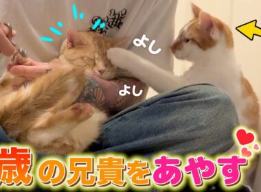 生後半年の子猫がイヤイヤ期のお兄ちゃんの面倒を見始めました…笑