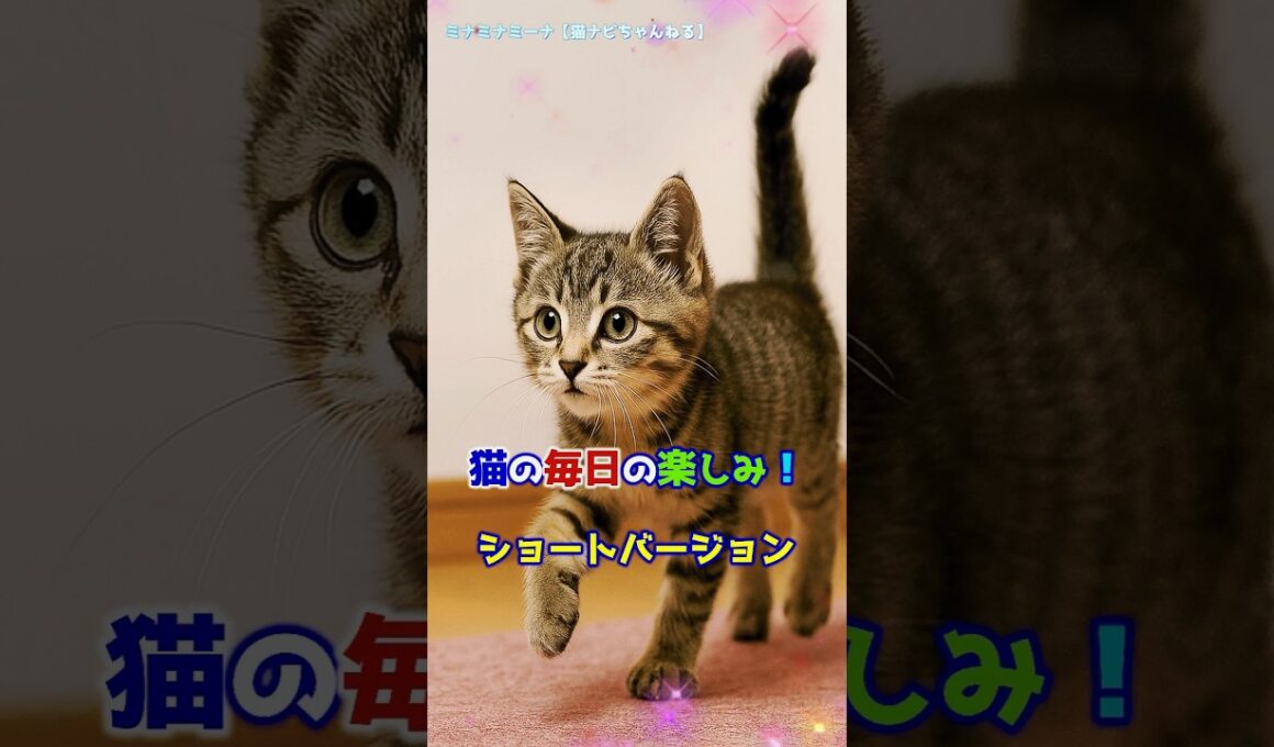 猫の毎日に楽しみ！ショートバージョン #保護猫 #猫のいる暮らし #ねこ