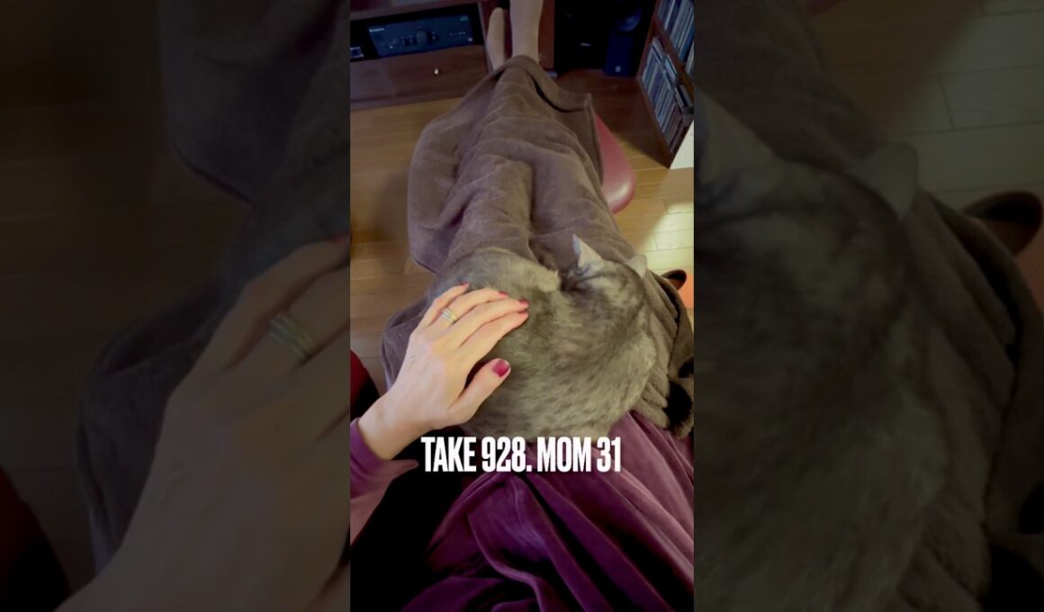 #至福の朝時間 #猫と暮らす #甘えん坊猫 #呼ぶと来る猫 #犬みたいな猫 #眠り猫 #egyptianmaucat #エジプシャンマウ #エジプシャンマウスモーク #shorts