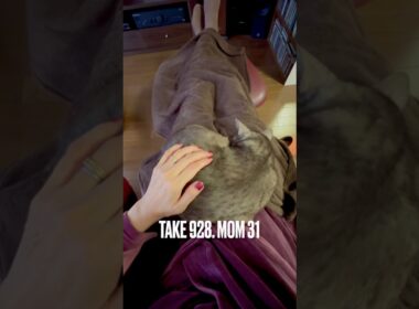 #至福の朝時間 #猫と暮らす #甘えん坊猫 #呼ぶと来る猫 #犬みたいな猫 #眠り猫 #egyptianmaucat #エジプシャンマウ #エジプシャンマウスモーク #shorts