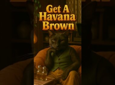 Sage the #HavanaBrown Shows How Cats Really Chill 🧘