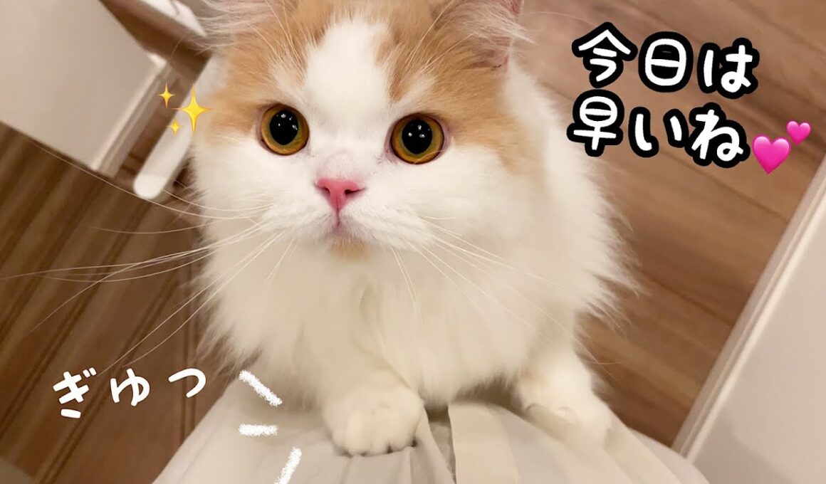 いつもより飼い主の帰宅が早くてキャッキャッと喜ぶ猫が可愛すぎ！