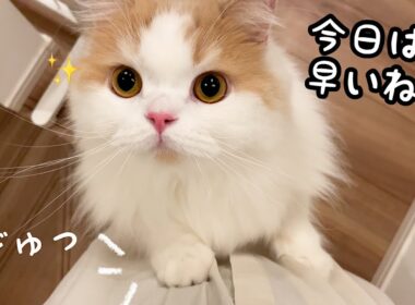 いつもより飼い主の帰宅が早くてキャッキャッと喜ぶ猫が可愛すぎ！