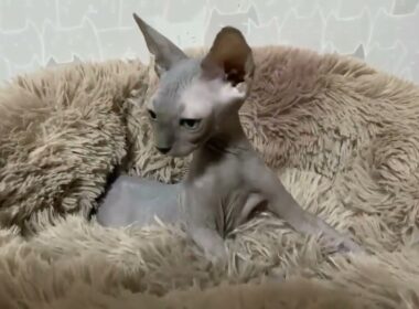 スフィンクス 🐱高級感のあるブルー🐱 ブルー