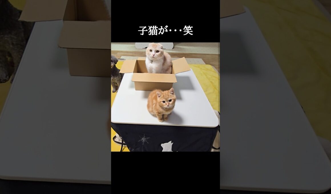 子猫がまさか...笑#shorts
