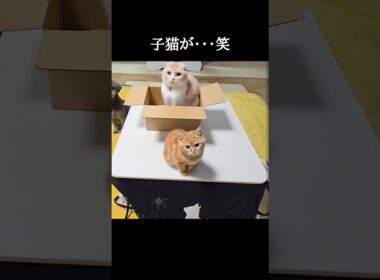 子猫がまさか...笑#shorts
