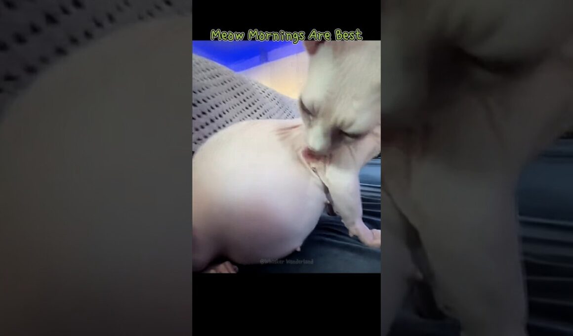 Meow Mornings Are Best